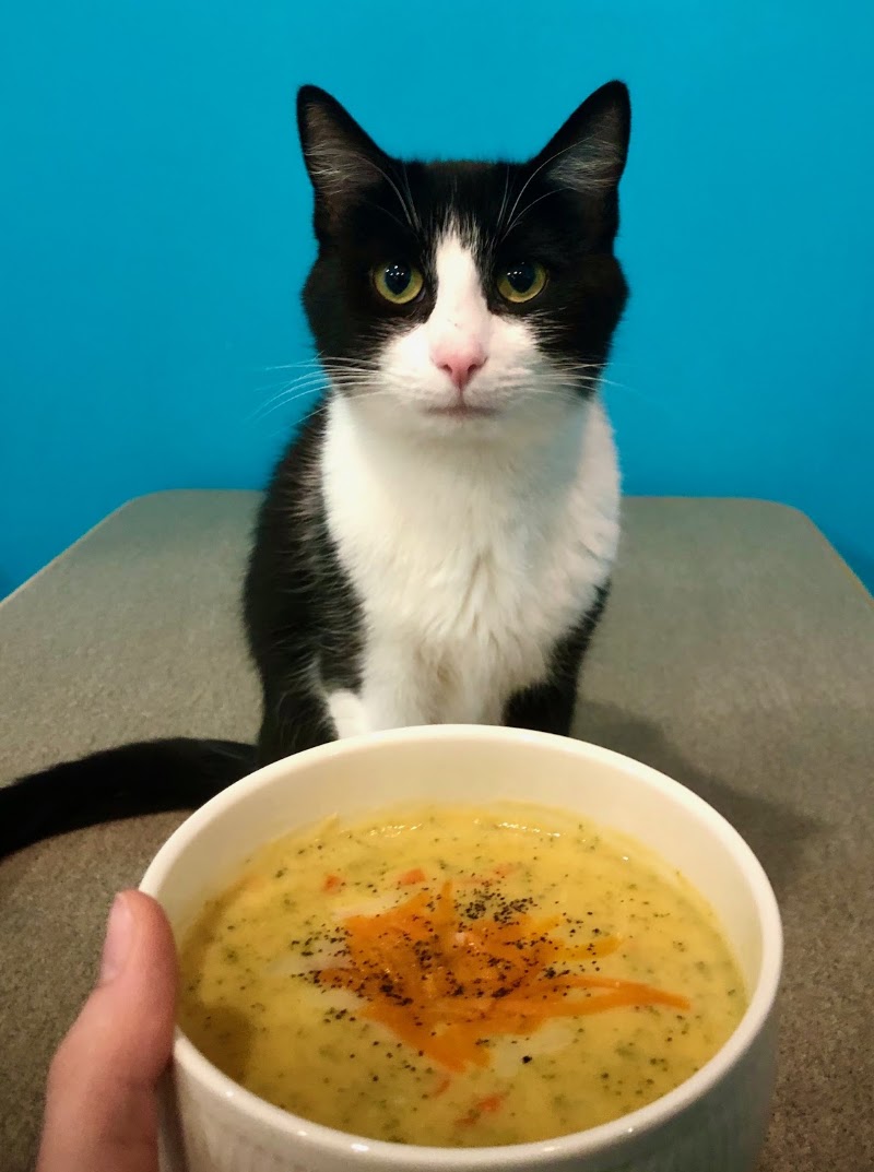 Whiskers Cat Cafe photo 2