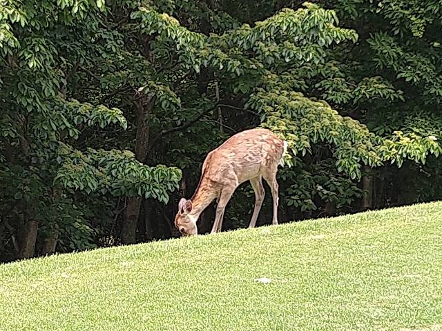 Northern Country Club Akagi Golf Course - Photo 8